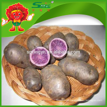 Batata doce roxa no saco de malha Natural tipo chinês batata preço barato